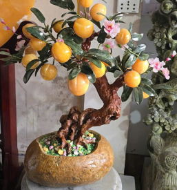cây tài lộc 01