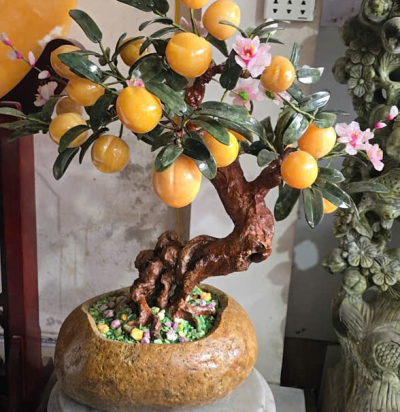 cây tài lộc 01